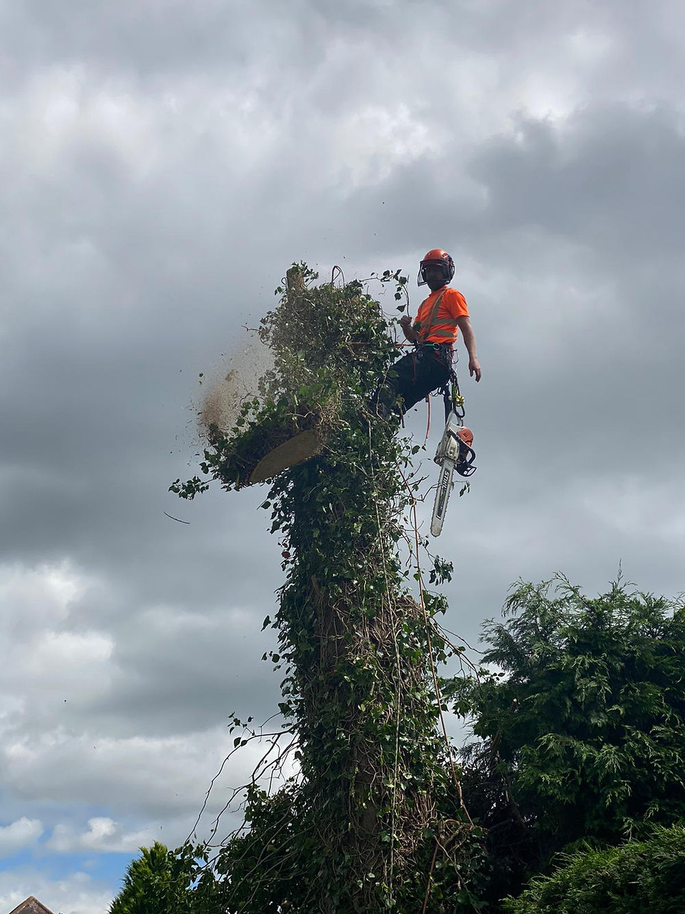 Arborist cutting down a tall, ivy-covered tree. Tree surgeon Nottingham