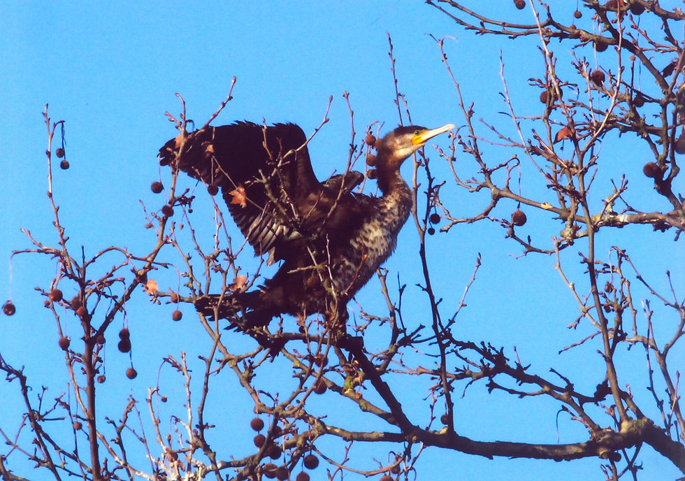 Cosa ci fa un cormorano al parco sud