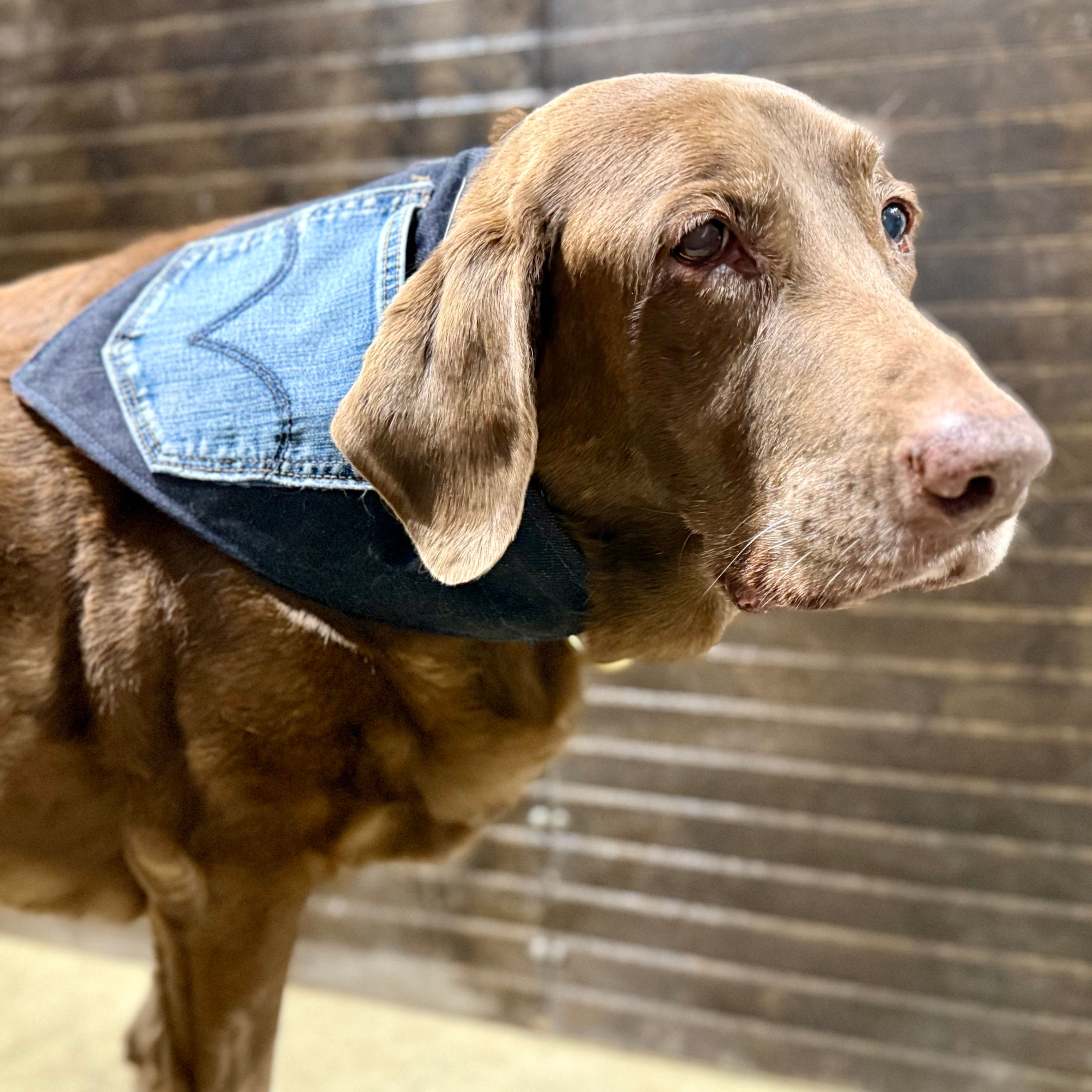 Reversible Rescued Denim & Flannel Bandana - Size 4