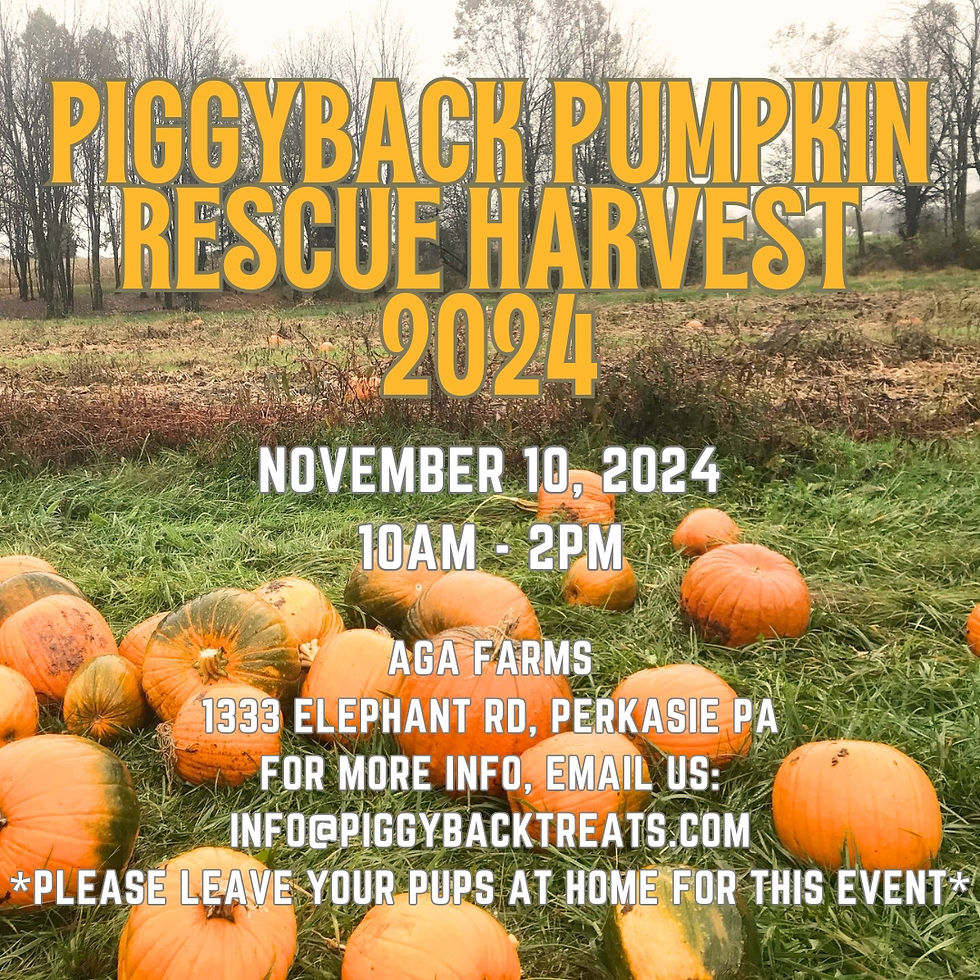 PIGGYBACK PUMPKIN RESCUE 2024