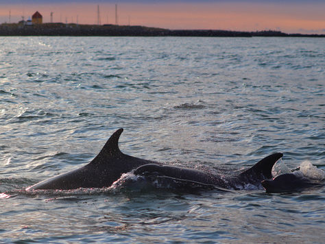 En delfin i Limfjorden 5