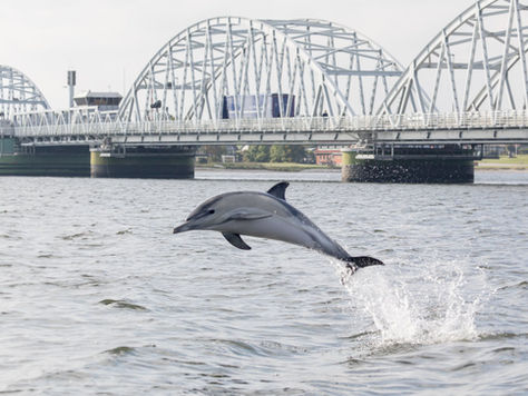 En delfin i Limfjorden 2