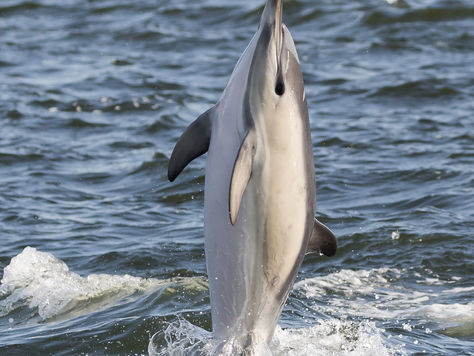 En delfin i Limfjorden 6