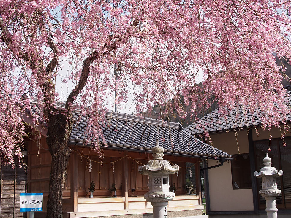 清水の桜 その２