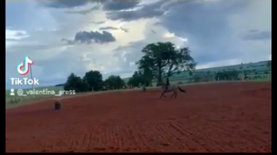 ree