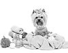 Featured-Image-Yorkie-Dog-Puppy-Pet-groo