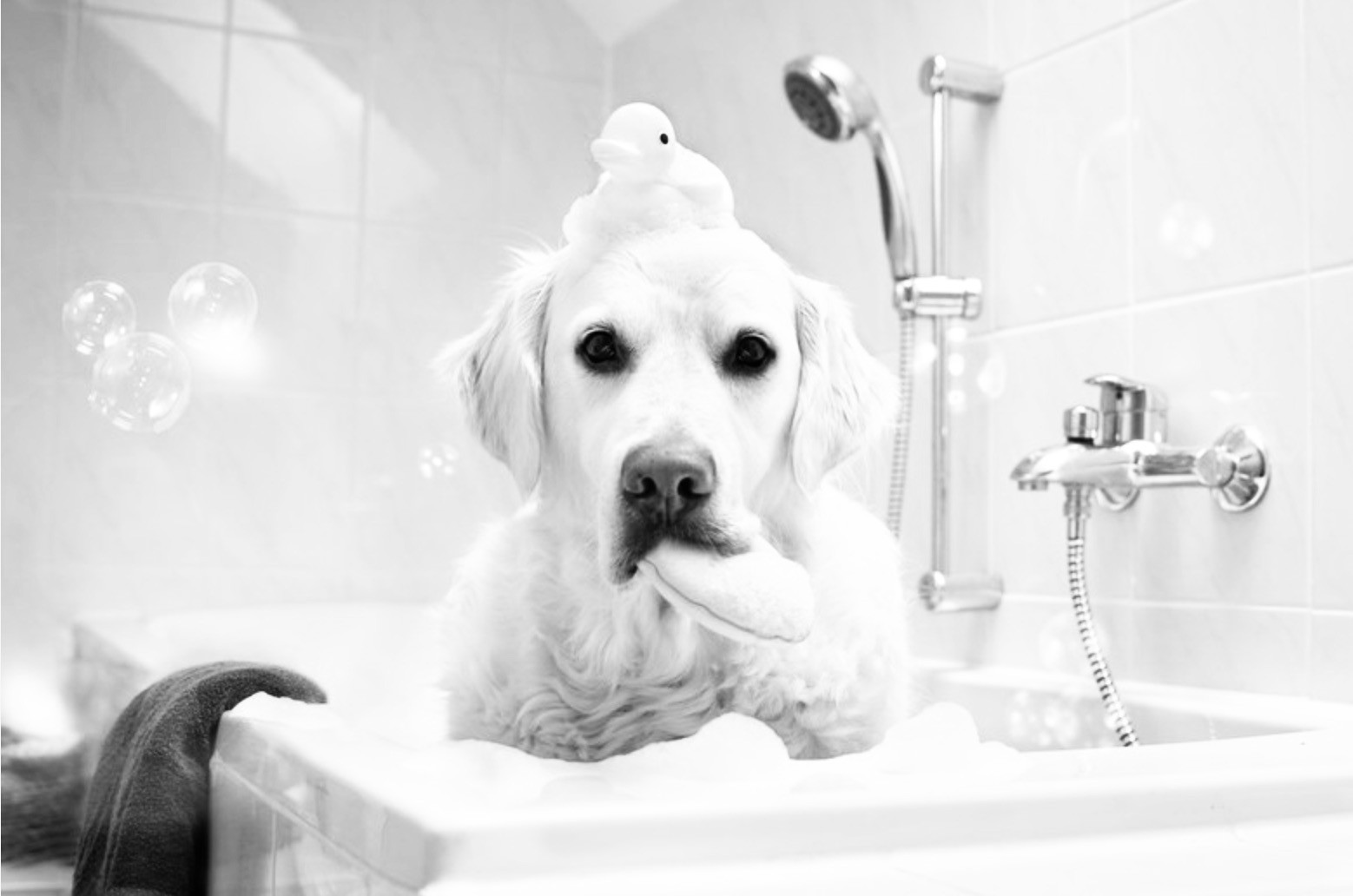 Dog Grooming Woodlands Grooming Co. Magnolia