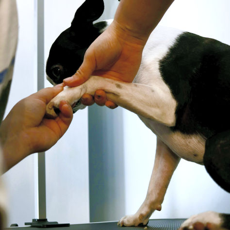 À quoi ressemblent les services de toilettage chez Kate's K9 Care ?