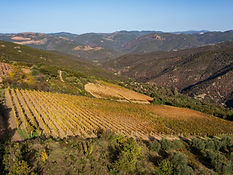 vigna