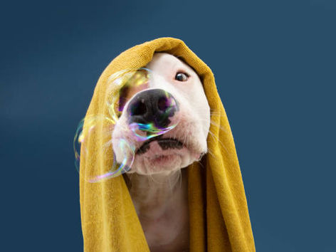 Pet Talk: Smaller than Small Talk