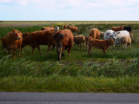 Where the cow graze