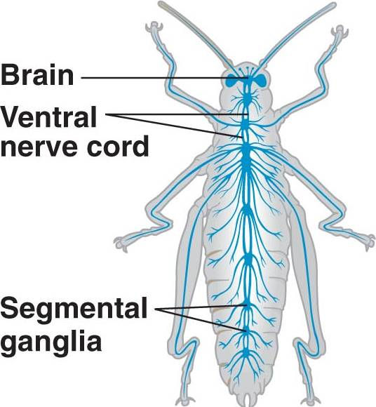 Nervous System