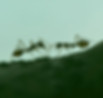 ants_edited.jpg
