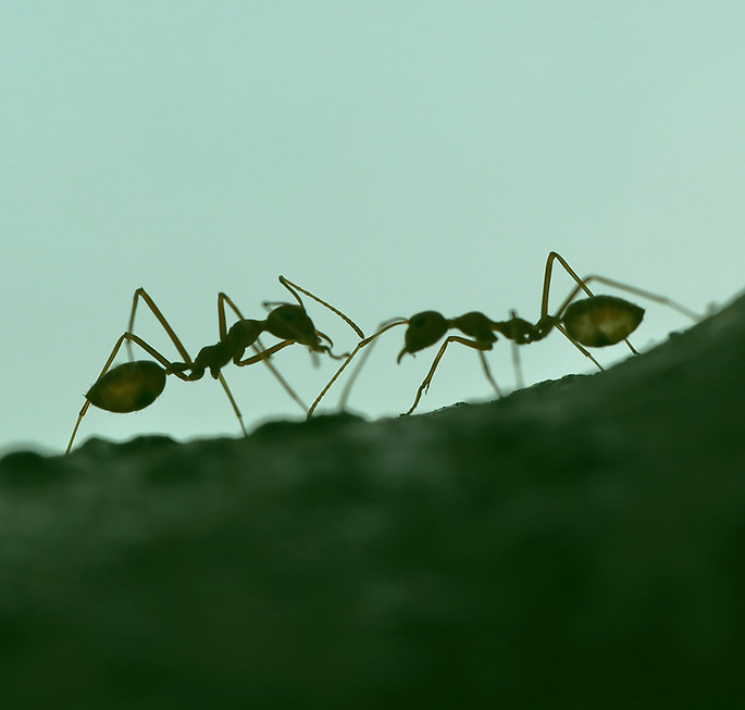 ants_edited.jpg