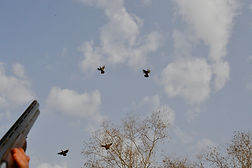 _DSC3316.jpeg