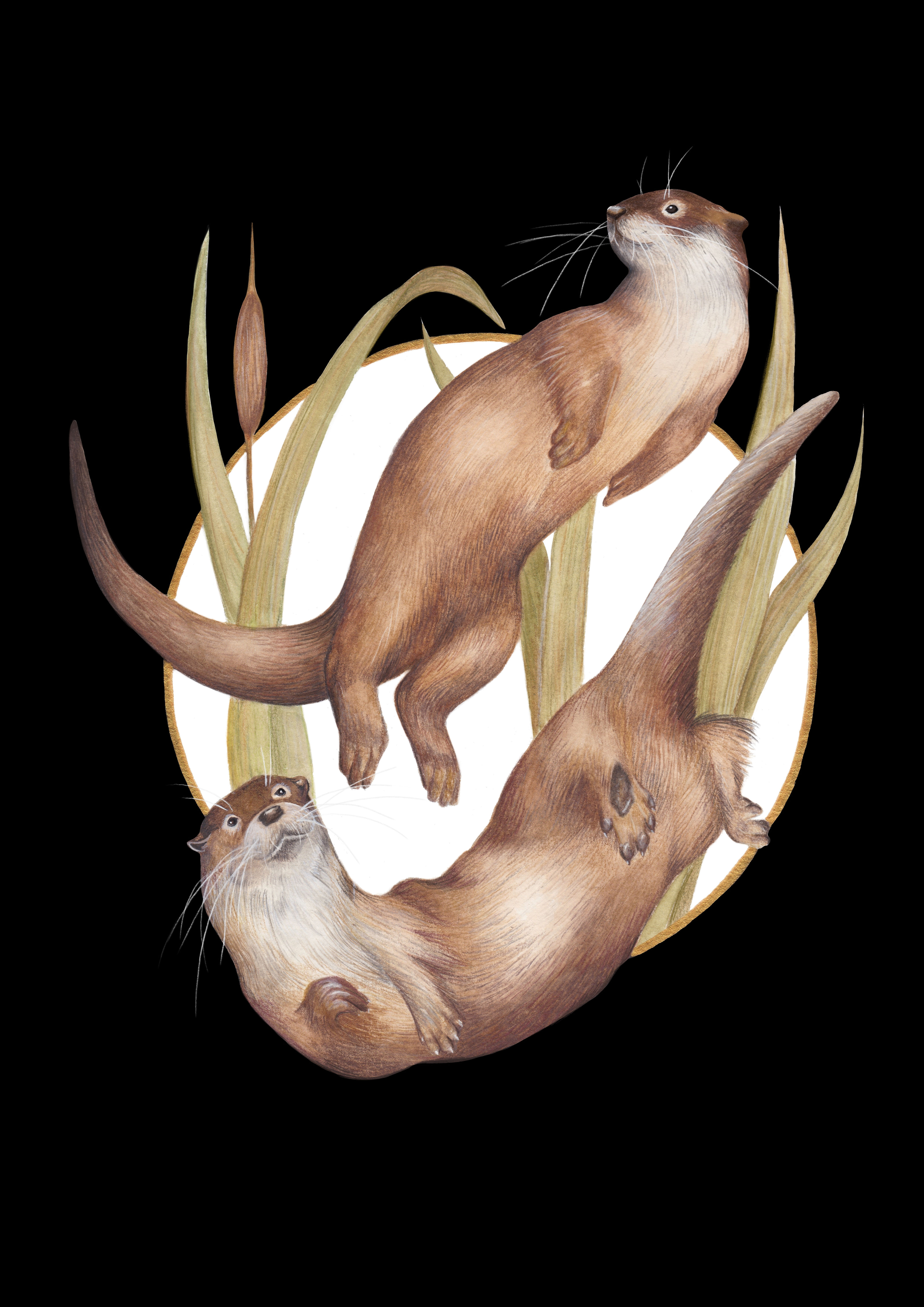 Otter - limitierter Fine Art Print