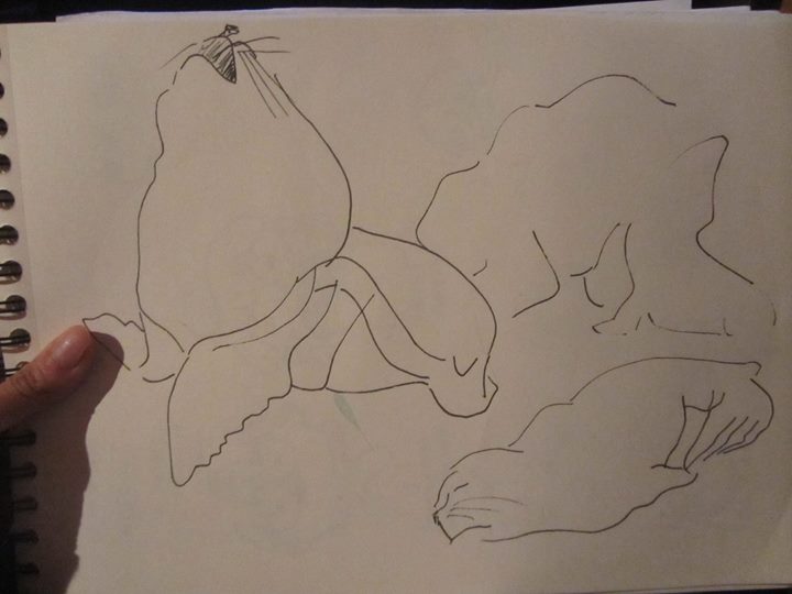 Dibujo lobos marinos