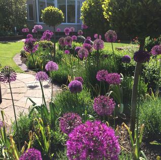 A sunny garden with vibrant purple allium flowers
