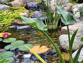 pond.jpg