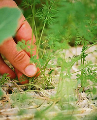 Groene Duim