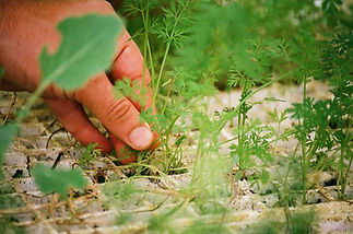 Green Thumb