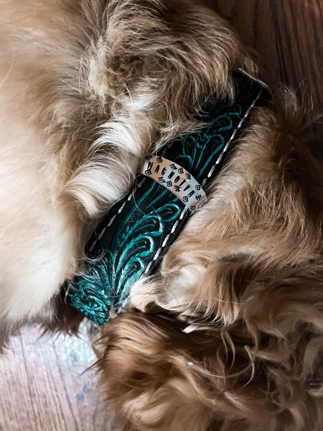 Dog Collar & CHARM