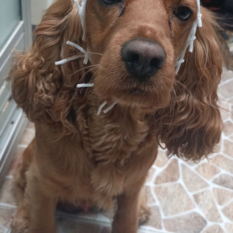 Consejos Infalibles para el Cuidado de tu Perro: Guía para un Amigo Saludable y Feliz