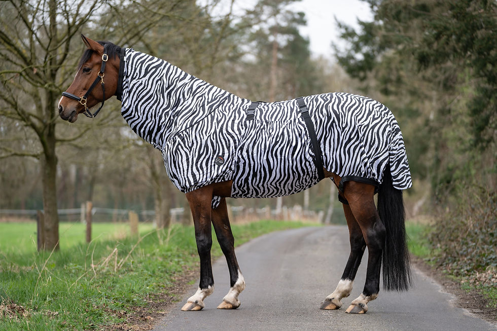 Miniaturbild: Ekzemer-Decke -Zebra-
