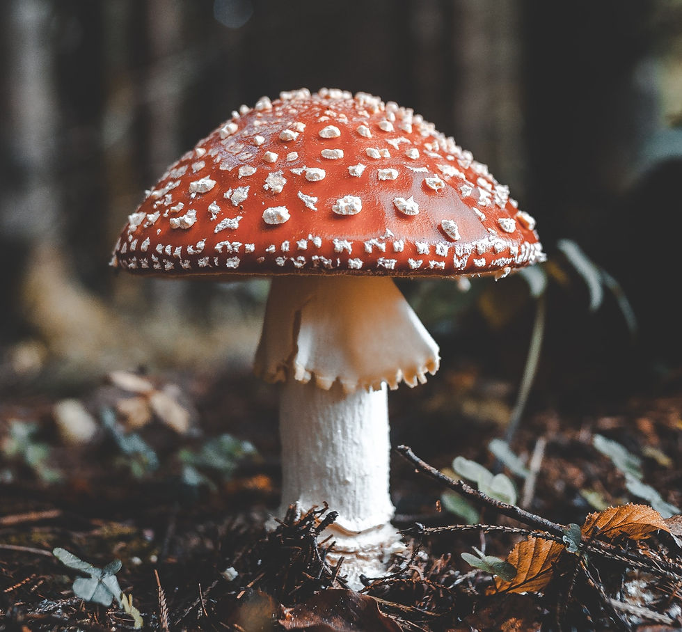 Red and white spotted fly agaric mushroom