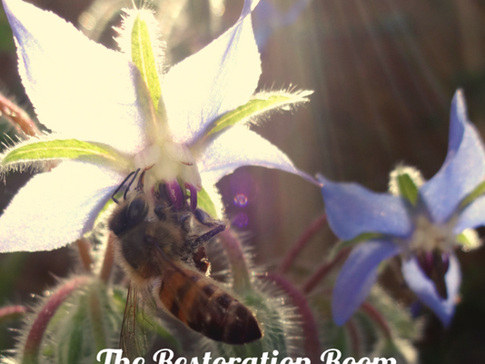 Homeopathic Anti-Histamine