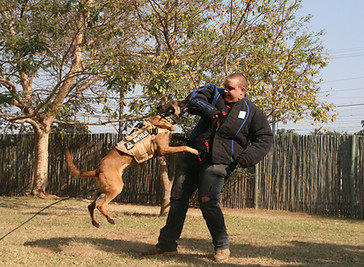 Bryan in training of a personal protection dog