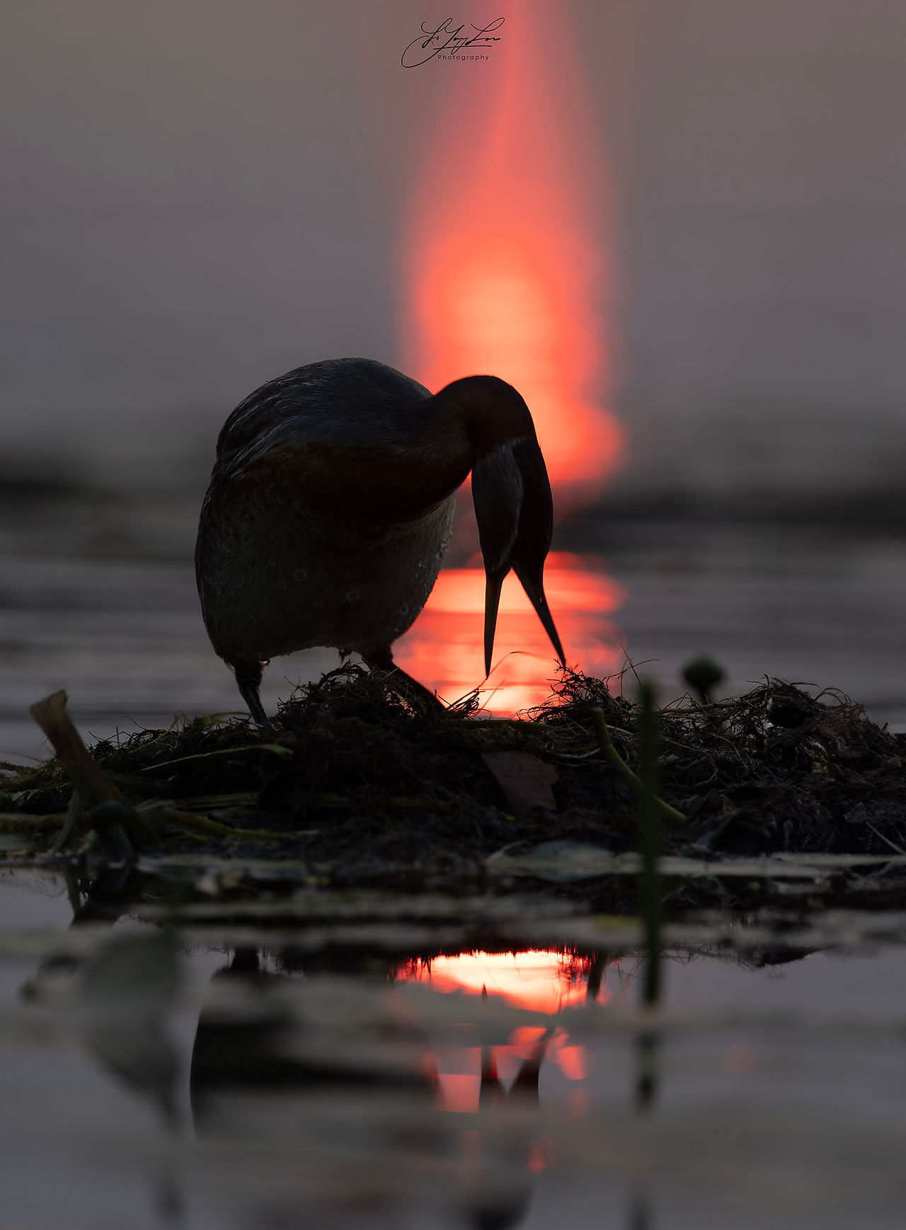 赤頸鸊鷉 Podiceps grisegena. 早上太阳刚升起,就我一人和这赤頸鸊鷉,它正在筑巢。