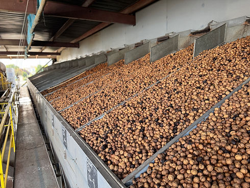 walnuts in huller 4.jpg