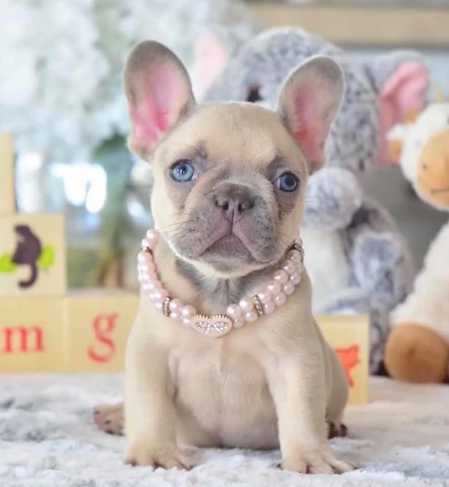 73+ Grooming French Bulldog Photo - Bleumoonproductions