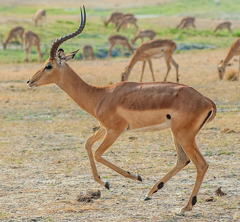 SOUTHERN IMPALA $460