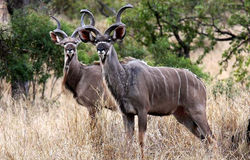 EASTERN CAPE KUDU $1500