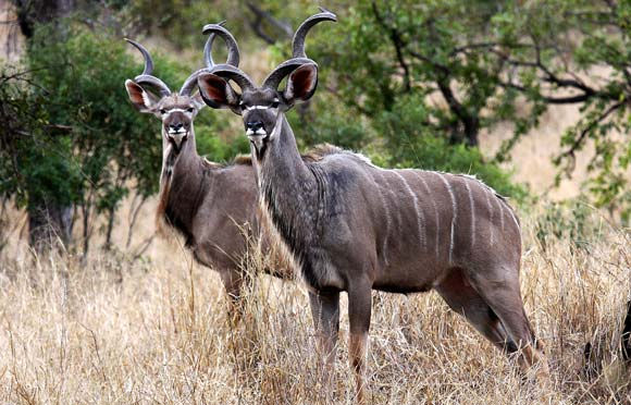 EASTERN CAPE KUDU $1500