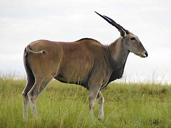 CAPE ELAND $2500