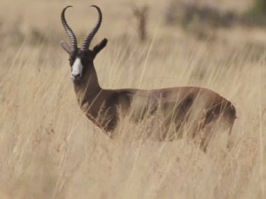 BLACK SPRINGBOK $500