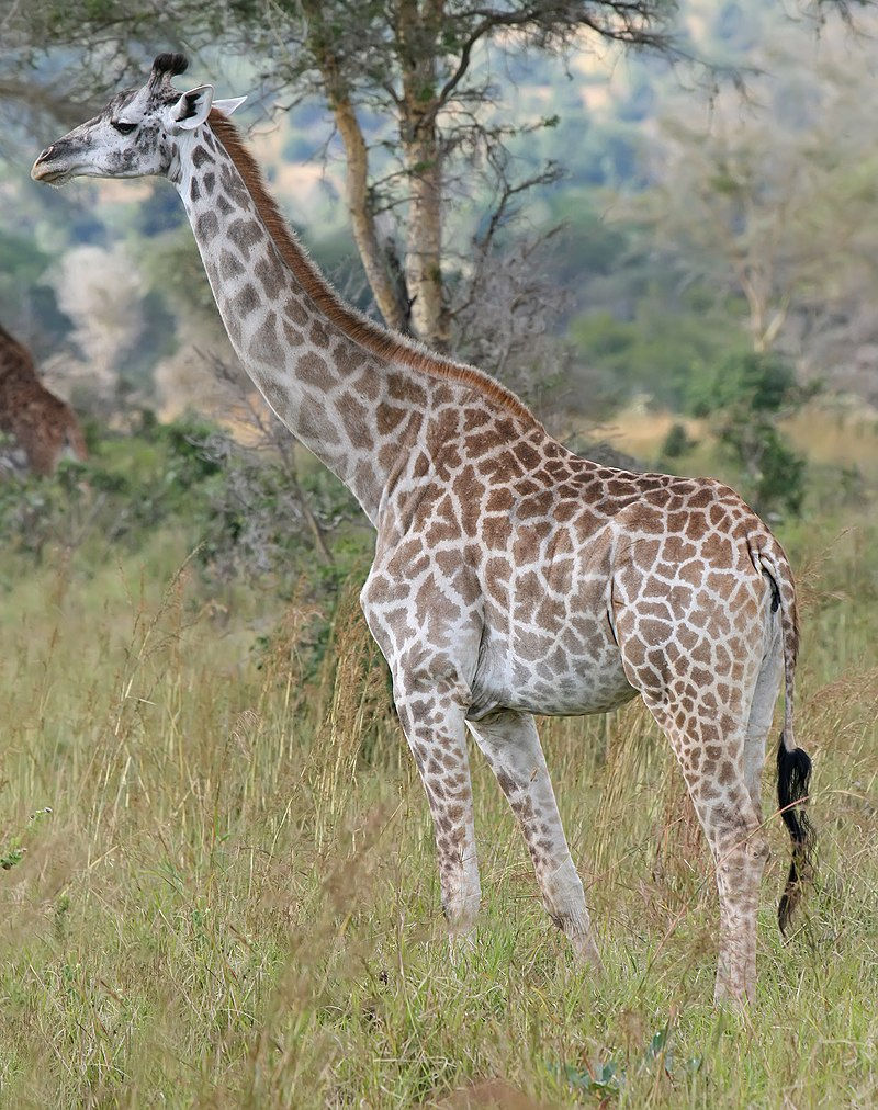 Giraffe $2000