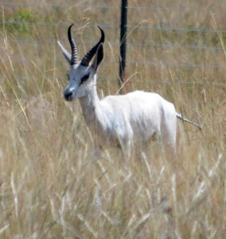 WHITE SPRINGBUCK $1000