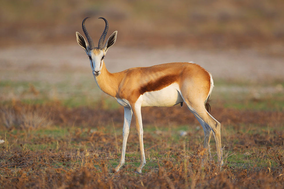 SOUTH AFRICAN SPRINKBOK $500