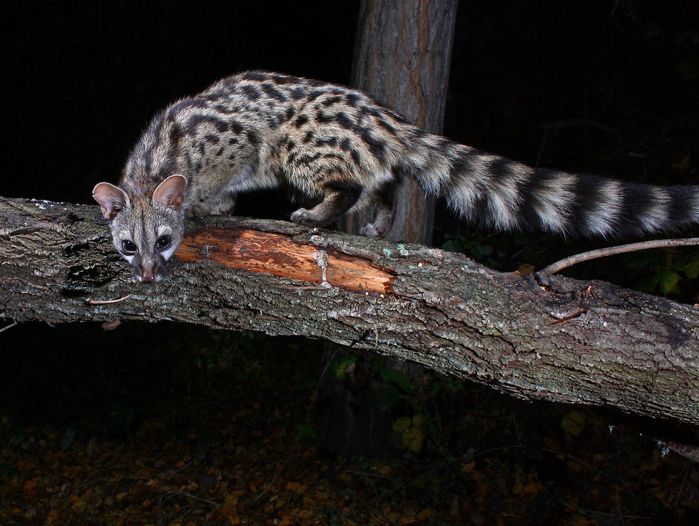 genet $400