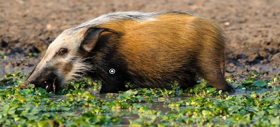 Bush pig $500