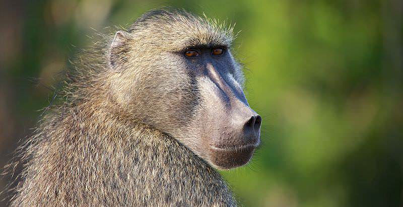 Baboon $300