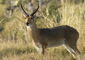 COMMON REEDBUCK $1100