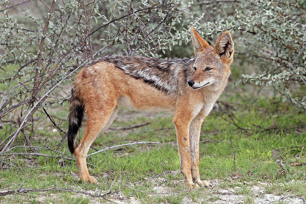 Black Backed Jackal $350