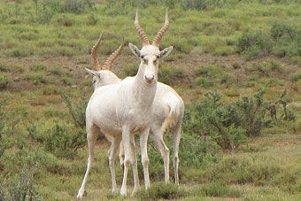 White Blesbuck $800
