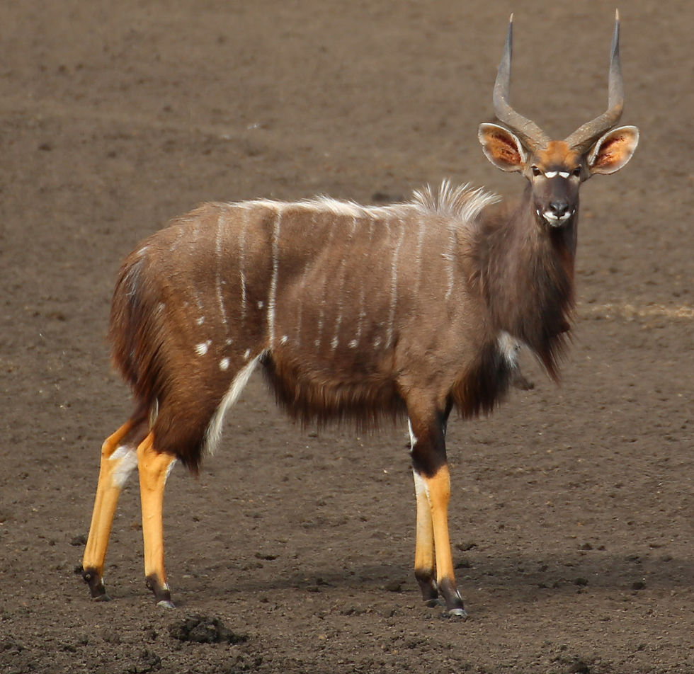 Nyala $2500
