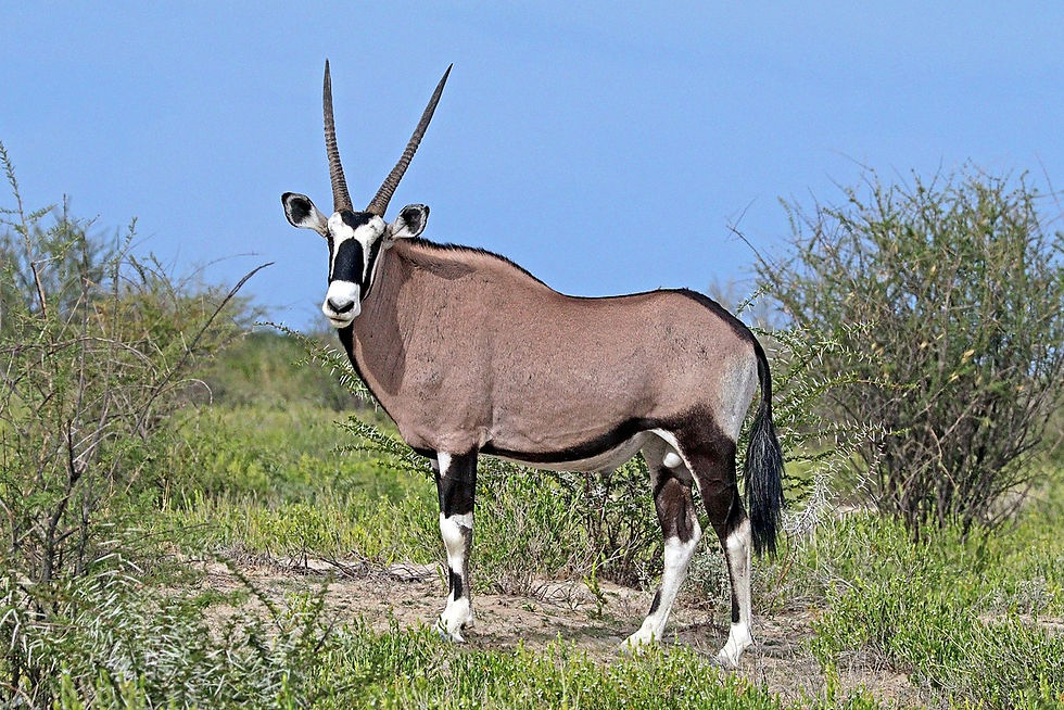 Gemsbok $1500